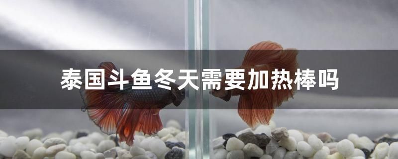 泰國斗魚冬天需要加熱棒嗎 熱帶魚魚苗批發(fā)