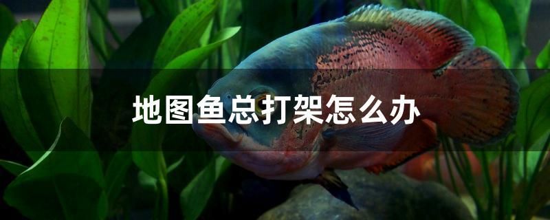 地圖魚總打架怎么辦