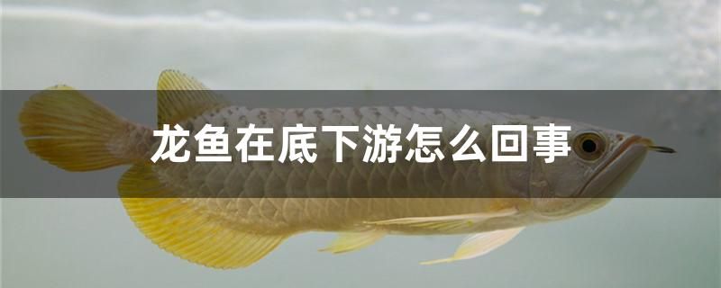 龍魚在底下游怎么回事 印尼四紋虎