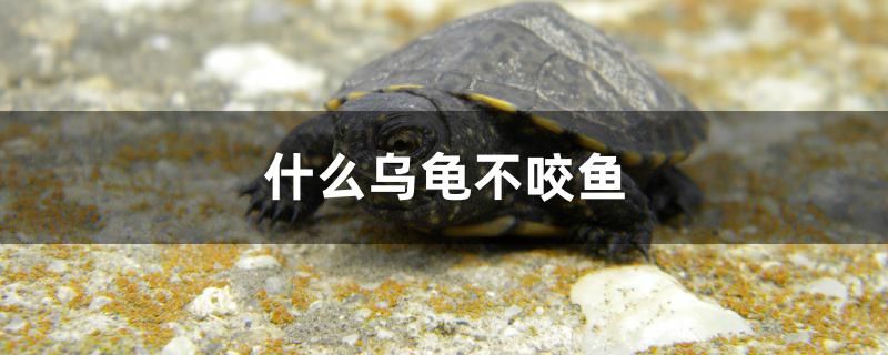 什么烏龜不咬魚