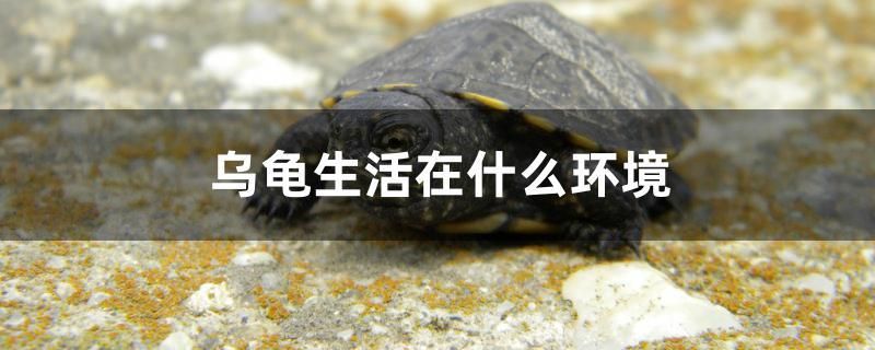 烏龜生活在什么環(huán)境 養(yǎng)魚知識