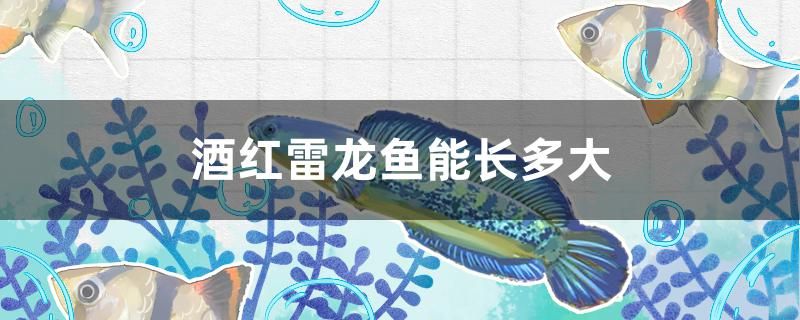 酒紅雷龍魚能長(zhǎng)多大 海水魚（海水魚批發(fā)）