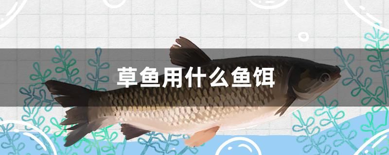 草魚(yú)用什么魚(yú)餌 黃金斑馬魚(yú)