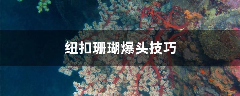 紐扣珊瑚爆頭技巧 蘇虎苗（蘇門答臘虎魚苗）