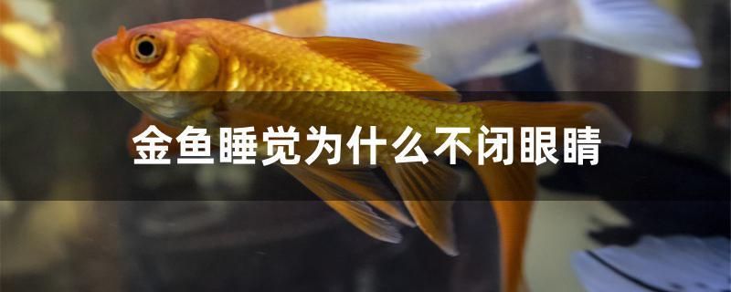 金魚睡覺(jué)為什么不閉眼睛 其它水族用具設(shè)備