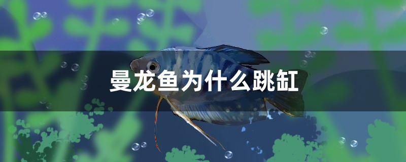 曼龍魚(yú)為什么跳缸 海象魚(yú)