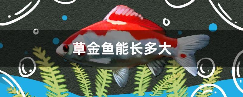 草金魚能長(zhǎng)多大