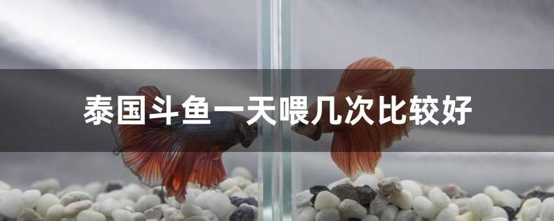 泰國斗魚一天喂幾次比較好 藍(lán)帆三間魚