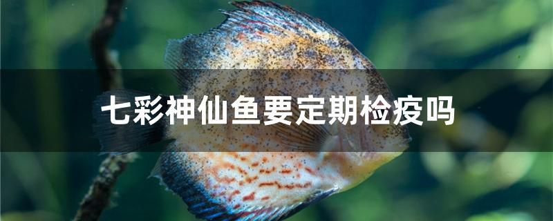 七彩神仙魚要定期檢疫嗎 魚糧魚藥