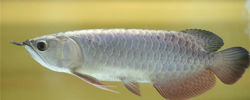 銀龍魚吃什么小魚還喜歡吃什么食物 水草