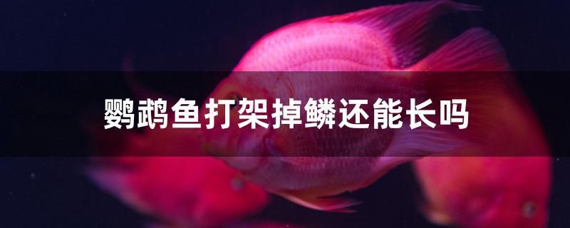 鸚鵡魚打架掉鱗還能長嗎 白子黃化銀龍魚