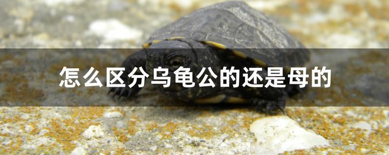 雷龍魚怎樣分公母圖片 雷龍魚怎樣分公母圖片大全