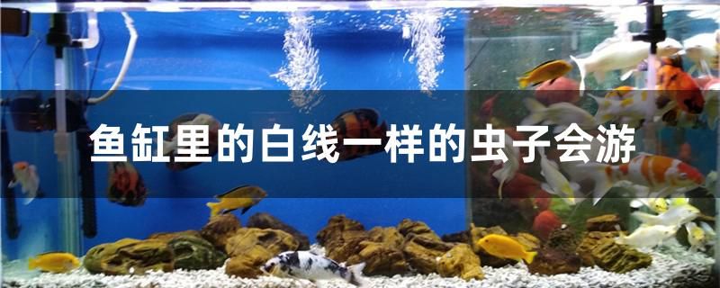 魚缸里的白線一樣的蟲子是什么