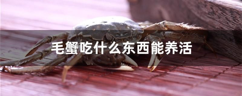 毛蟹吃什么東西能養(yǎng)活