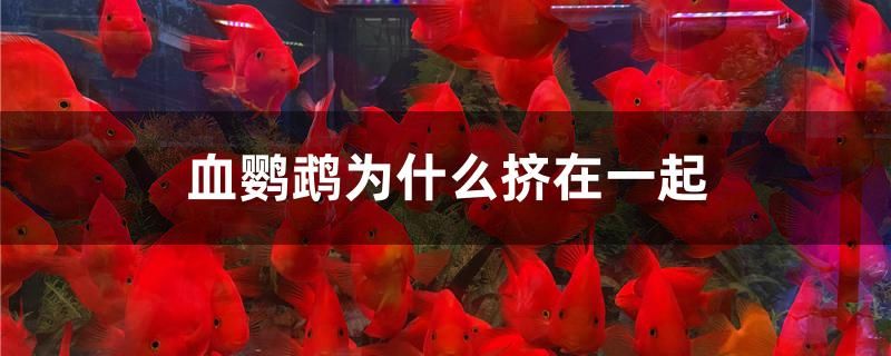 血鸚鵡為什么擠在一起 伊巴卡魚