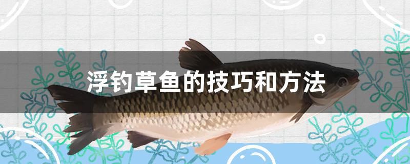 浮釣草魚的技巧和方法 紅白錦鯉魚