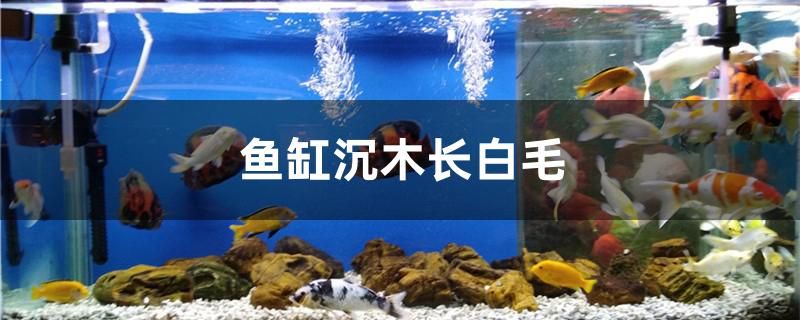 魚缸沉木長白毛怎么辦