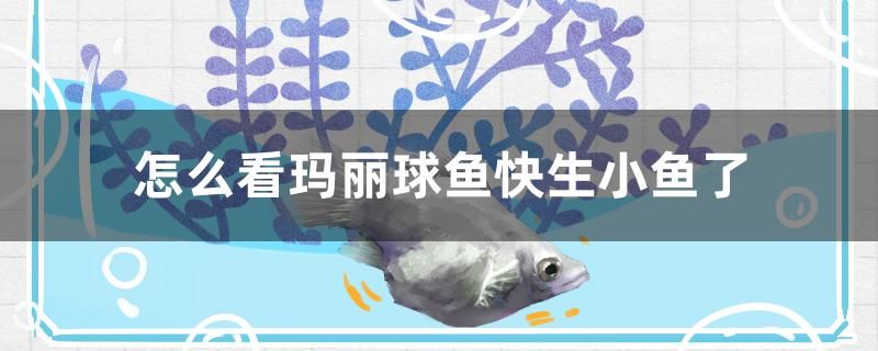 怎么看瑪麗球魚(yú)快生小魚(yú)了 祥龍魚(yú)場(chǎng)品牌產(chǎn)品