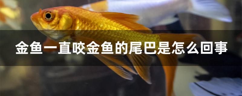 金魚一直咬金魚的尾巴是怎么回事