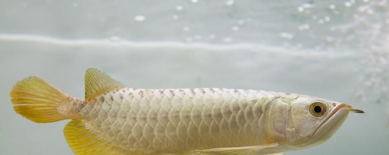 龍魚什么時候喂食最好喂什么食物好 海水魚