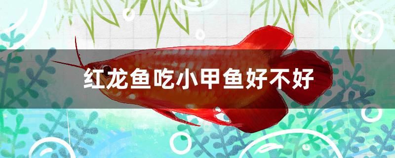 紅龍魚吃小甲魚好不好