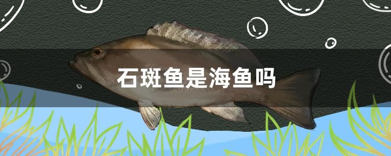 石斑魚(yú)是海魚(yú)嗎