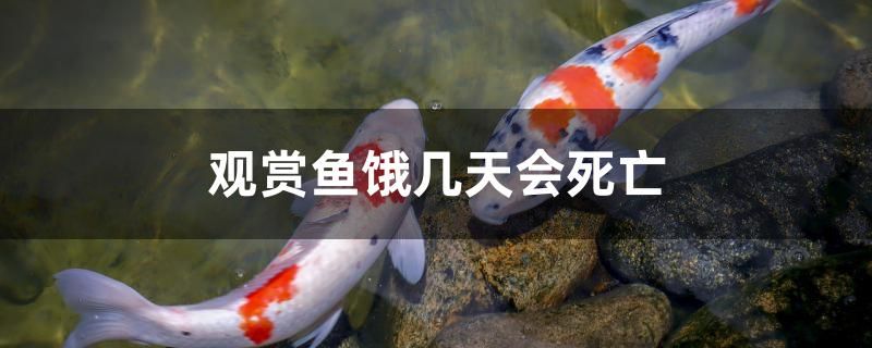 觀賞魚(yú)餓幾天會(huì)死亡 馬拉莫寶石魚(yú)