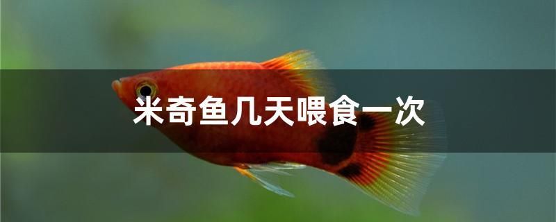 米奇魚(yú)幾天喂食一次