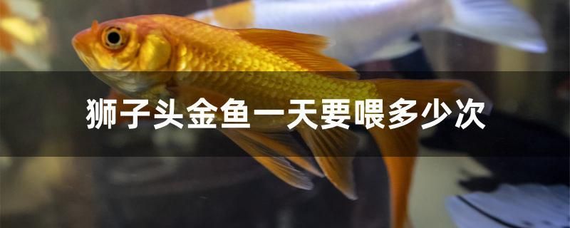 獅子頭金魚一天要喂多少次