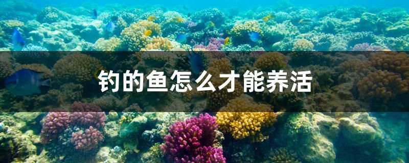 釣的魚怎么才能養(yǎng)活 黑帝王魟魚