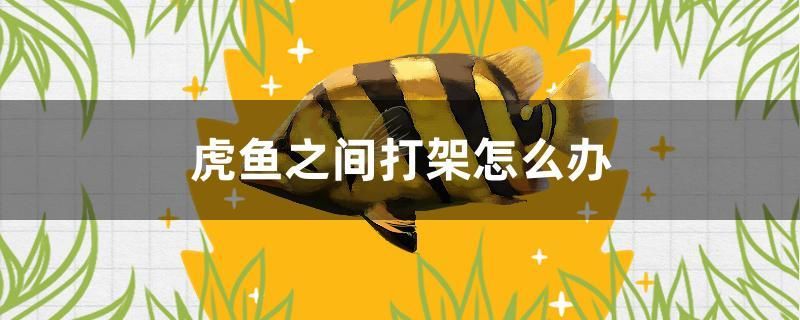 虎魚之間打架怎么辦 印尼三紋虎