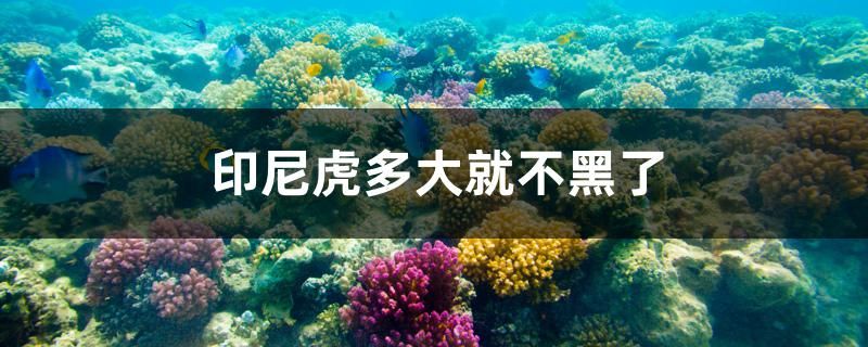 印尼虎多大就不黑了 金龍福龍魚