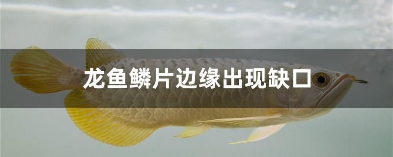 龍魚鱗片邊緣出現(xiàn)缺口怎么辦 廣州水族器材濾材批發(fā)市場(chǎng)