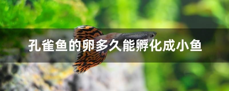 孔雀魚的卵多久能孵化成小魚