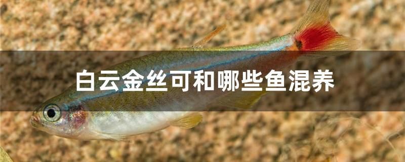 白云金絲可和哪些魚混養(yǎng) 過背金龍魚