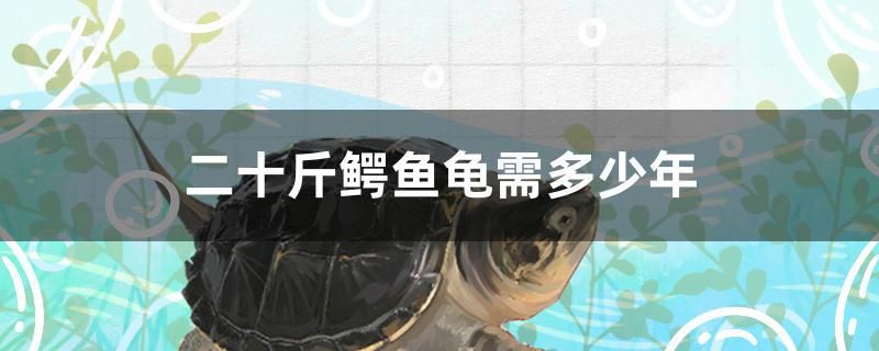 二十斤鱷魚(yú)龜需多少年 小型觀賞魚(yú)