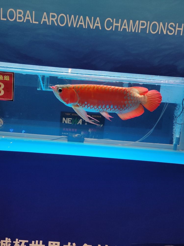 2019水族展 觀賞魚論壇 第9張