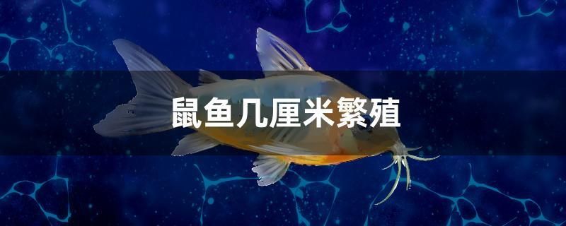 鼠魚幾厘米繁殖