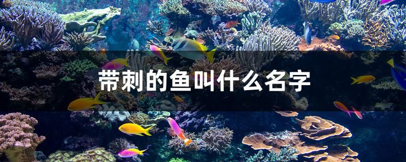 帶刺的魚叫什么名字