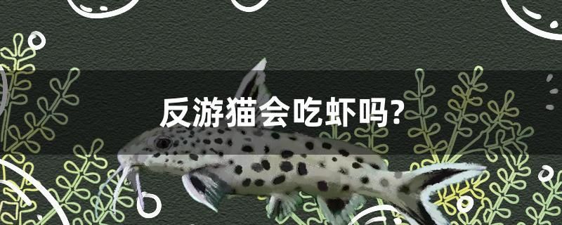 反游貓會吃蝦嗎？ 虎斑恐龍魚