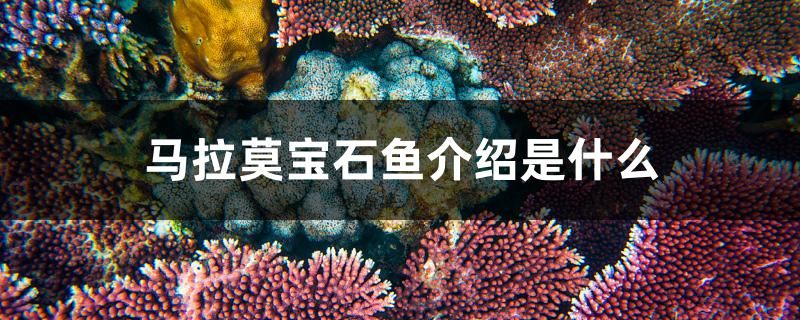 馬拉莫寶石魚介紹是什么