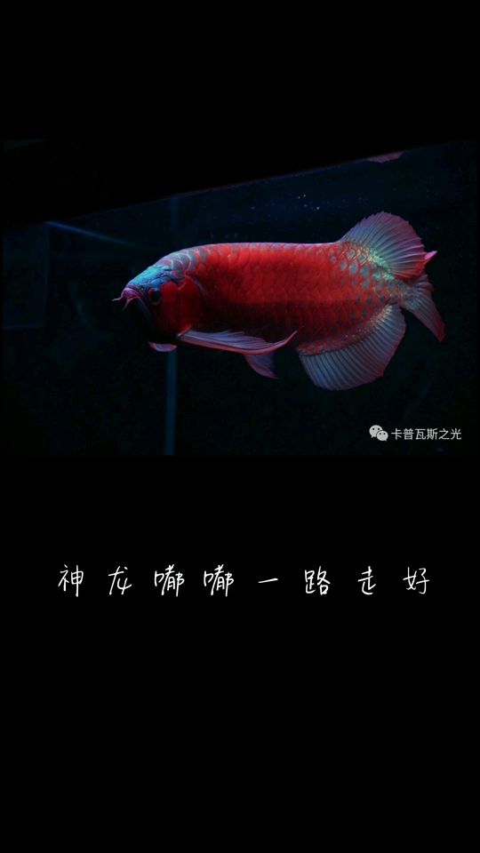 神龍嘟嘟 盡忠于賽場(戰(zhàn)場) 觀賞魚論壇 第1張