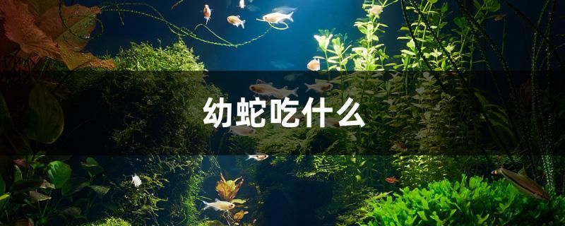 幼蛇吃什么 廣州水族器材濾材批發(fā)市場