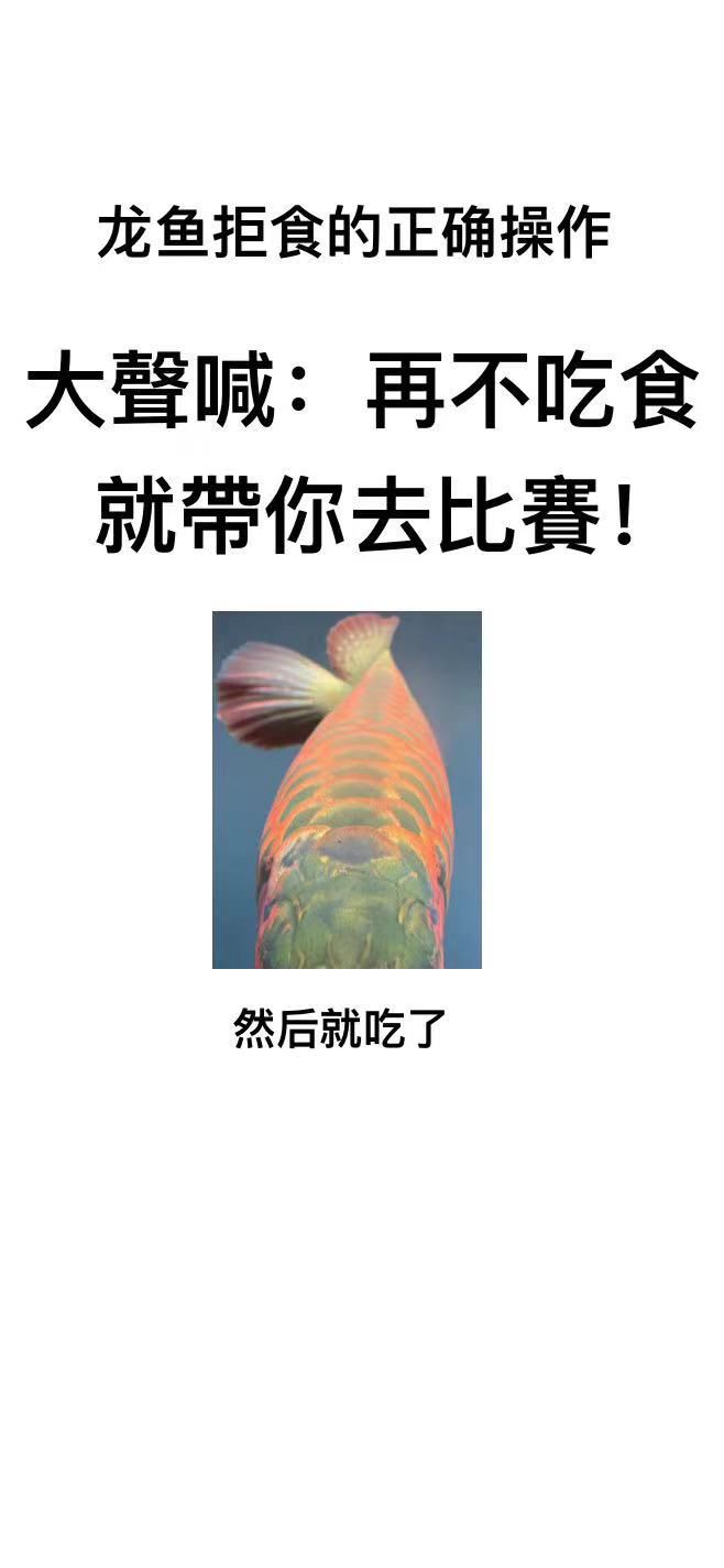 龍魚拒食最好的操作 觀賞魚論壇 第1張