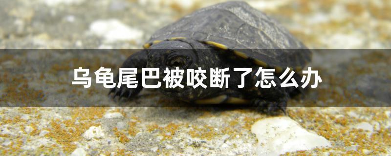 烏龜尾巴被咬斷了怎么辦