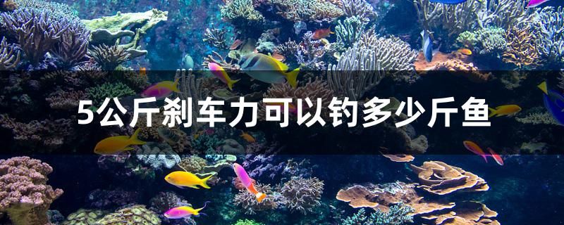 5公斤剎車力可以釣多少斤魚