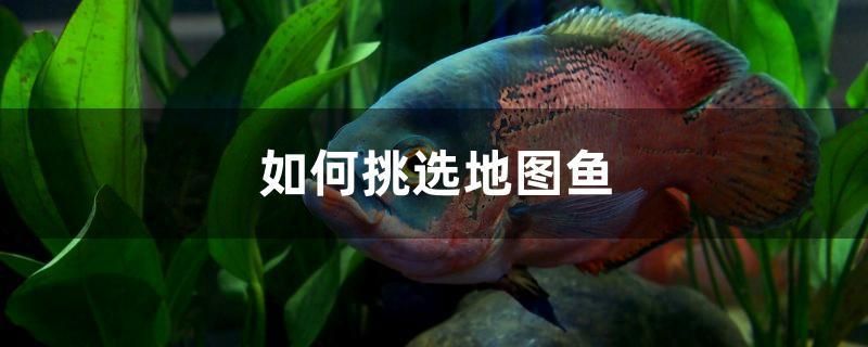 瀘州魚缸定制廠家電話號碼(瀘州魚缸定制廠家電話號碼查詢) 廣州觀賞魚批發(fā)市場