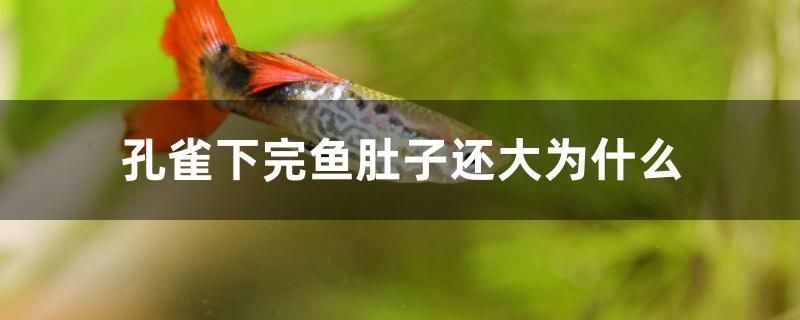 孔雀下完魚肚子還大為什么