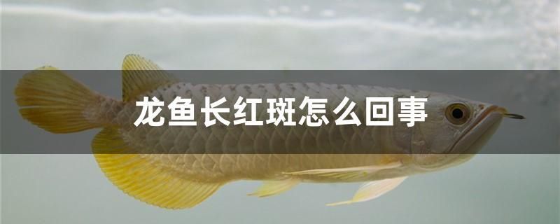 龍魚長(zhǎng)紅斑怎么回事