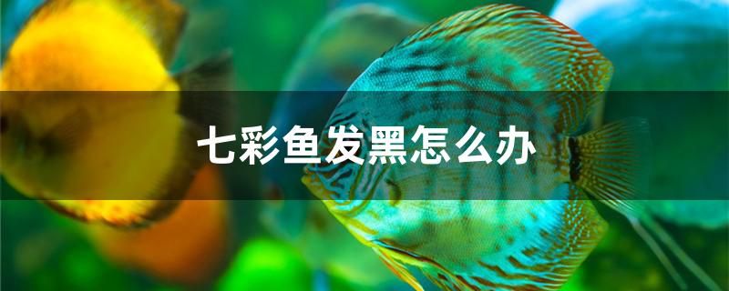 七彩魚(yú)發(fā)黑怎么辦 錦鯉池魚(yú)池建設(shè)